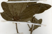 <strong>Sapotaceae - Manilkara - Manilkara zapota (L.) P.Royen</strong><br />© hnb