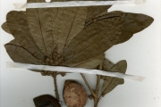 <strong>Sapotaceae - Manilkara - Manilkara zapota (L.) P.Royen</strong><br />© hnb