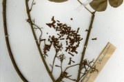 <strong>Sterculiaceae - Hildegardia - Hildegardia barteri (Mast.) Kosterm.</strong><br />© hnb