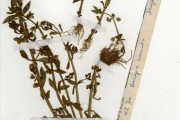 <strong>Scrophulariaceae - Bacopa - Bacopa crenata (P.Beauv.) Hepper</strong><br />© hnb