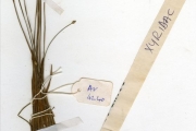 <strong>Xyridaceae - Xyris - Xyris anceps Lam. var. minima (Steud.) Lock</strong><br />© hnb