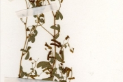 <strong>Leguminosae-Papilionoideae - Desmodium - Desmodium adscendens (Sw.) DC. var. adscendens</strong><br />© hnb