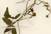 <strong>Leguminosae-Papilionoideae - Vigna - Vigna pubigera Baker</strong><br />© hnb