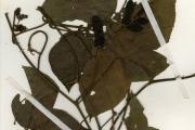 <strong>Leguminosae-Papilionoideae - Psophocarpus - Psophocarpus palustris Desv.</strong><br />© hnb