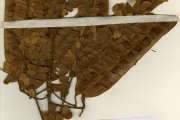 <strong>Leguminosae-Mimosoideae - Albizia - Albizia adianthifolia (Schumach.) W.Wight</strong><br />© hnb
