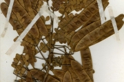 <strong>Leguminosae-Mimosoideae - Albizia - Albizia adianthifolia (Schumach.) W.Wight</strong><br />© hnb