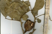 <strong>Sapindaceae - Blighia - Blighia sapida K.D.Koenig</strong><br />© hnb