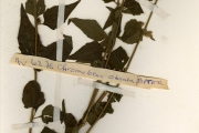 <strong>Asteraceae - Chromolaena - Chromolaena odorata (L.) R.M.King & H.Rob.</strong><br />© hnb