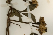 <strong>Convolvulaceae - Merremia - Merremia pterygocaulos (Steud. ex Choisy) Hallier</strong><br />© hnb