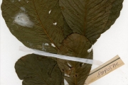 <strong>Sapotaceae - Pouteria - Pouteria alnifolia (Baker) Roberty</strong><br />© hnb