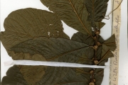 <strong>Sapotaceae - Pouteria - Pouteria alnifolia (Baker) Roberty</strong><br />© hnb