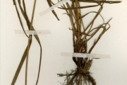 <strong>Cyperaceae - Cyperus - Cyperus distans L.f.</strong><br />© hnb