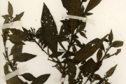 <strong>Onagraceae - Ludwigia - Ludwigia abyssinica A.Rich.</strong><br />© hnb