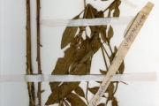 <strong>Sphenocleaceae - Sphenoclea - Sphenoclea zeylanica Gaertn.</strong><br />© hnb