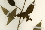 <strong>Malvaceae - Abelmoschus - Abelmoschus moschatus Medik.</strong><br />© hnb