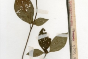 <strong>Melastomataceae - Tristemma - Tristemma littorale Benth.</strong><br />© hnb
