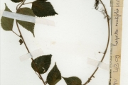 <strong>Urticaceae - Laportea - Laportea ovalifolia (Schum. & Thonn.) Chew</strong><br />© hnb