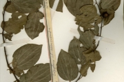 <strong>Rhamnaceae - Ziziphus - Ziziphus mucronata Willd.</strong><br />© hnb