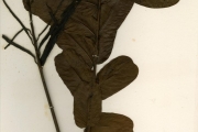 <strong>Leguminosae-Caesalpinioideae - Senna - Senna alata (L.) Roxb.</strong><br />© hnb