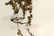 <strong>Euphorbiaceae - Euphorbia - Euphorbia scordifolia Jacq.</strong><br />© hnb