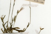 <strong>Poaceae - Perotis - Perotis indica (L.) Kuntze</strong><br />© hnb