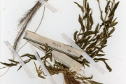 <strong>Poaceae - Perotis - Perotis indica (L.) Kuntze</strong><br />© hnb