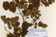 <strong>Connaraceae - Rourea - Rourea coccinea (Thonn. ex Schumach.) Benth. subsp. coccinea var. coccinea</strong><br />© hnb