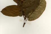<strong>Moraceae - Ficus - Ficus glumosa Delile</strong><br />© hnb