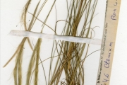 <strong>Poaceae - Ctenium - Ctenium canescens Benth.</strong><br />© hnb