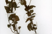 <strong>Tiliaceae - Corchorus - Corchorus aestuans L.</strong><br />© hnb