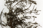 <strong>Onagraceae - Ludwigia - Ludwigia hyssopifolia (Don) Exell</strong><br />© hnb