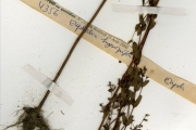 <strong>Euphorbiaceae - Euphorbia - Euphorbia hyssopifolia L.</strong><br />© hnb