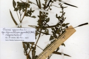 <strong>Capparidaceae - Gynandropsis - Gynandropsis gynandra (L.) Briq.</strong><br />© hnb