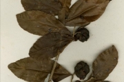<strong>Flacourtiaceae - Flacourtia - Flacourtia indica (Burm.f.) Merr.</strong><br />© hnb