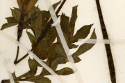 <strong>Araceae - Amorphophallus - Amorphophallus baumannii (Engl.) N.E.Br.</strong><br />© hnb