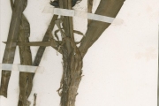 <strong>Amaryllidaceae - Crinum - Crinum ornatum (Aiton) Bury</strong><br />© hnb