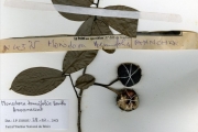 <strong>Annonaceae - Monodora - Monodora tenuifolia Benth.</strong><br />© hnb