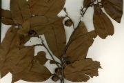 <strong>Ebenaceae - Diospyros - Diospyros mespiliformis Hochst. ex A.DC.</strong><br />© hnb