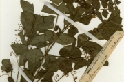 <strong>Rutaceae - Clausena - Clausena anisata (Willd.) Hook.f. ex Benth.</strong><br />© hnb
