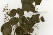 <strong>Rutaceae - Clausena - Clausena anisata (Willd.) Hook.f. ex Benth.</strong><br />© hnb
