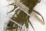 <strong>Poaceae - Brachiaria - Brachiaria deflexa (Schumach.) C.E.Hubb. ex Robyns</strong><br />© hnb