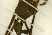 <strong>Araceae - Anchomanes - Anchomanes dalzielii N.E.Br.</strong><br />© hnb