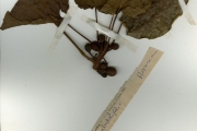 <strong>Moraceae - Ficus - Ficus abutilifolia (Miq.) Miq.</strong><br />© hnb