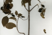 <strong>Rubiaceae - Mussaenda - Mussaenda elegans Schumach. & Thonn.</strong><br />© hnb
