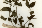 <strong>Lamiaceae - Hoslundia - Hoslundia opposita Vahl</strong><br />© hnb