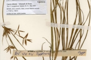 <strong>Cyperaceae - Cyperus - Cyperus dilatatus Schumach. & Thonn.</strong><br />© hnb