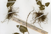 <strong>Ophioglossaceae - Ophioglossum - Ophioglossum costatum R.Br.</strong><br />© hnb