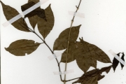 <strong>Rubiaceae - Coffea - Coffea togoensis A.Chev.</strong><br />© hnb