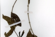 <strong>Rubiaceae - Coffea - Coffea togoensis A.Chev.</strong><br />© hnb