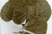 <strong>Moraceae - Ficus - Ficus populifolia Vahl</strong><br />© hnb
